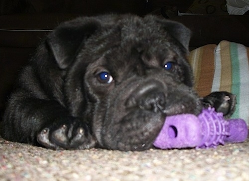 Close Up - Matilda the Bull-Pei laying on a carpet with a purple toy in its mouth